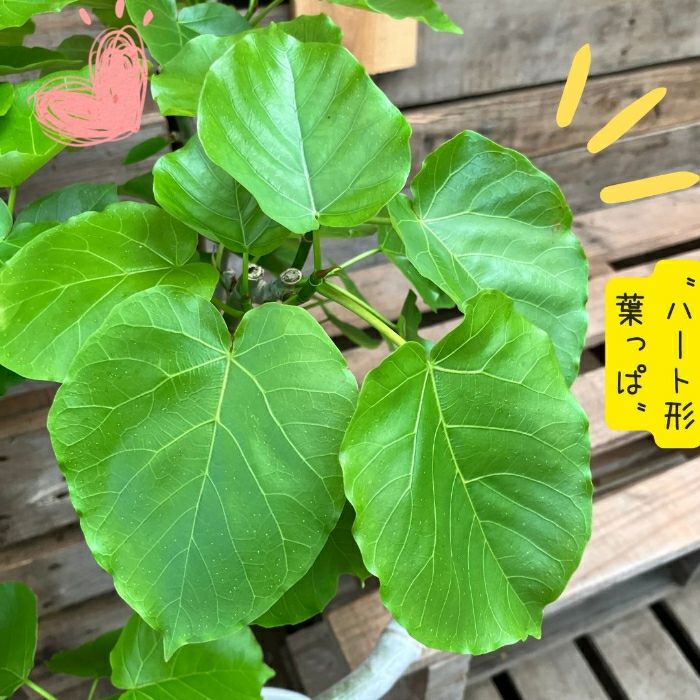 観葉植物現品販売