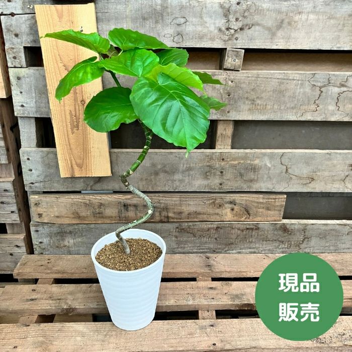 観葉植物現品販売