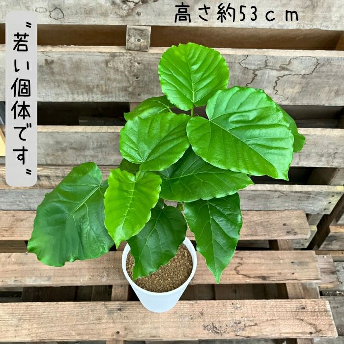 観葉植物現品販売