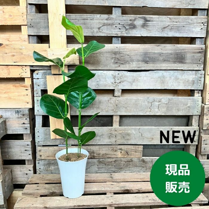 観葉植物現品販売