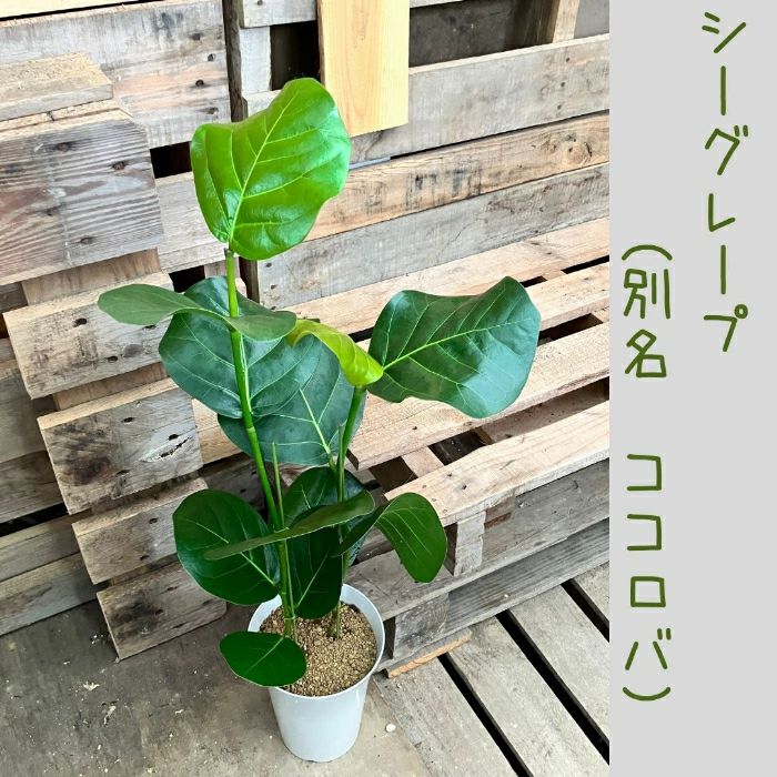 観葉植物現品販売