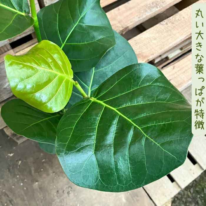 観葉植物現品販売