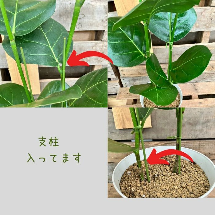観葉植物現品販売