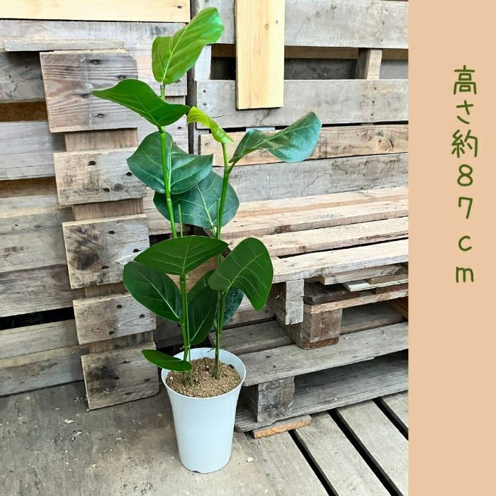 観葉植物現品販売