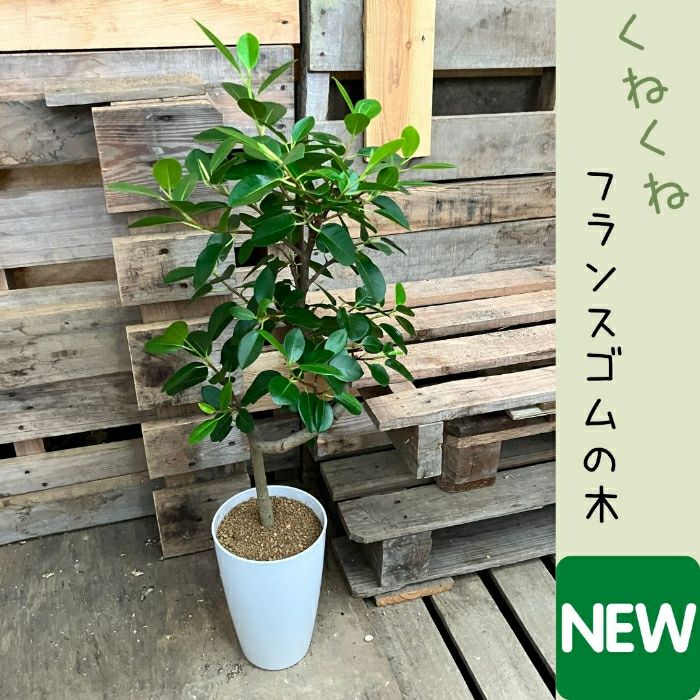 観葉植物現品販売