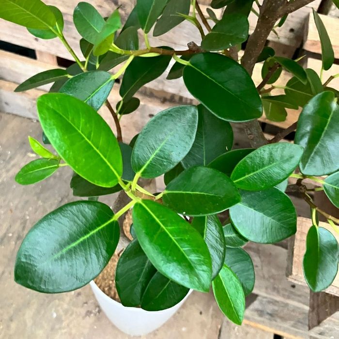 観葉植物現品販売