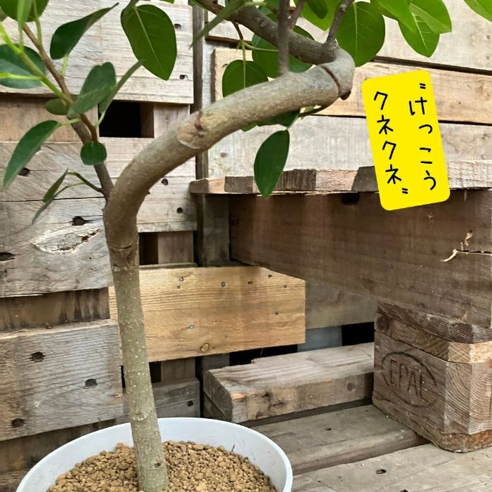 観葉植物現品販売
