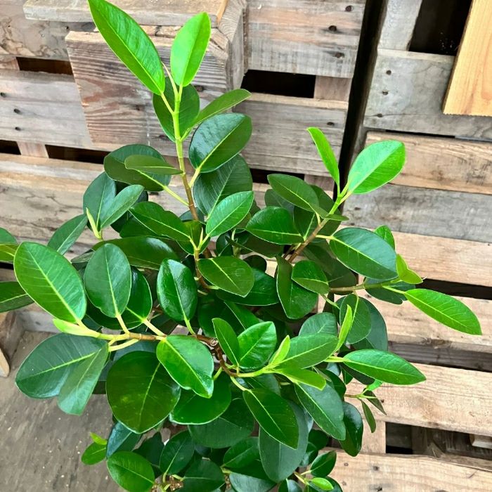 観葉植物現品販売