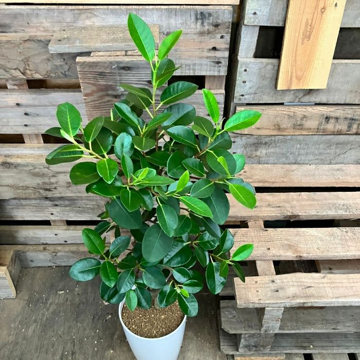 観葉植物現品販売