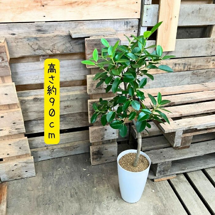 観葉植物現品販売