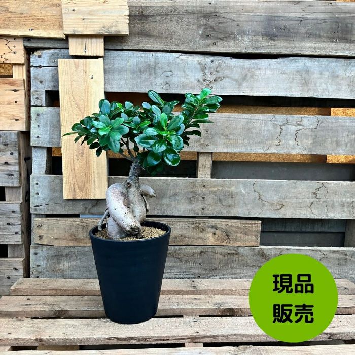 観葉植物現品販売