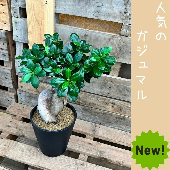 観葉植物現品販売