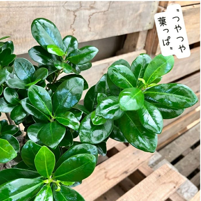 観葉植物現品販売