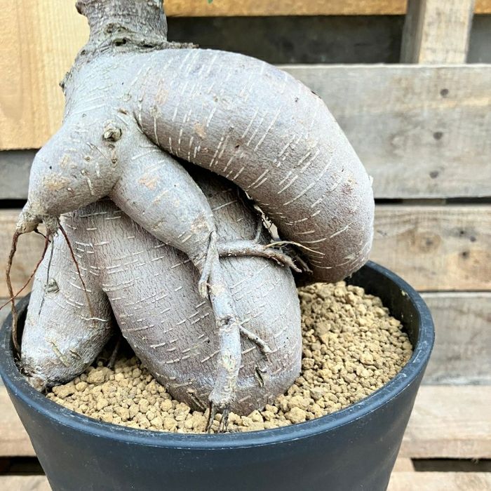 観葉植物現品販売