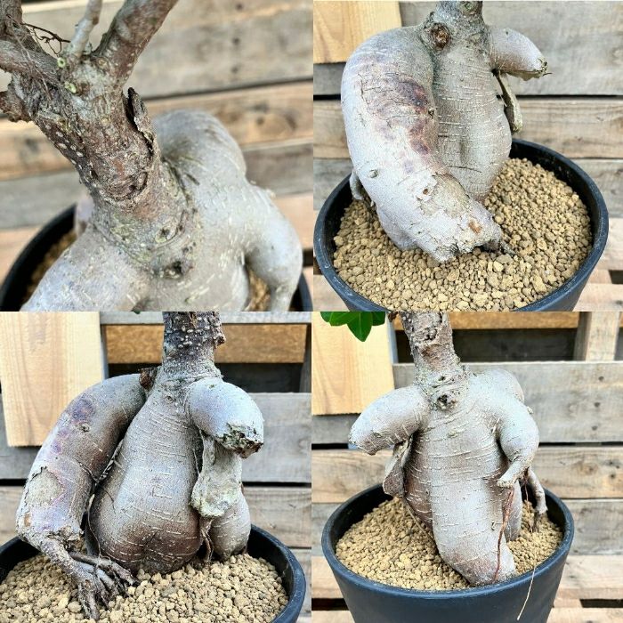 観葉植物現品販売