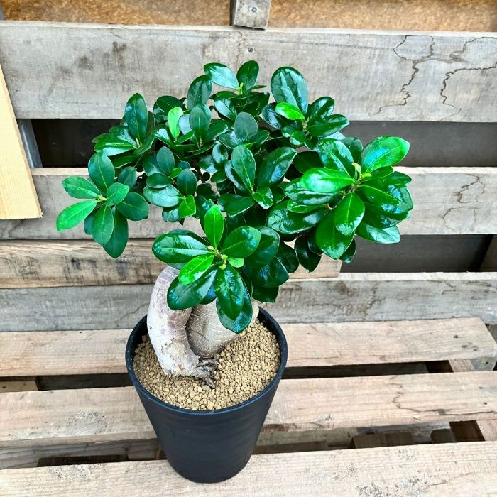 観葉植物現品販売