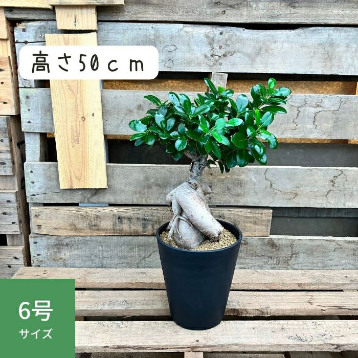 観葉植物現品販売