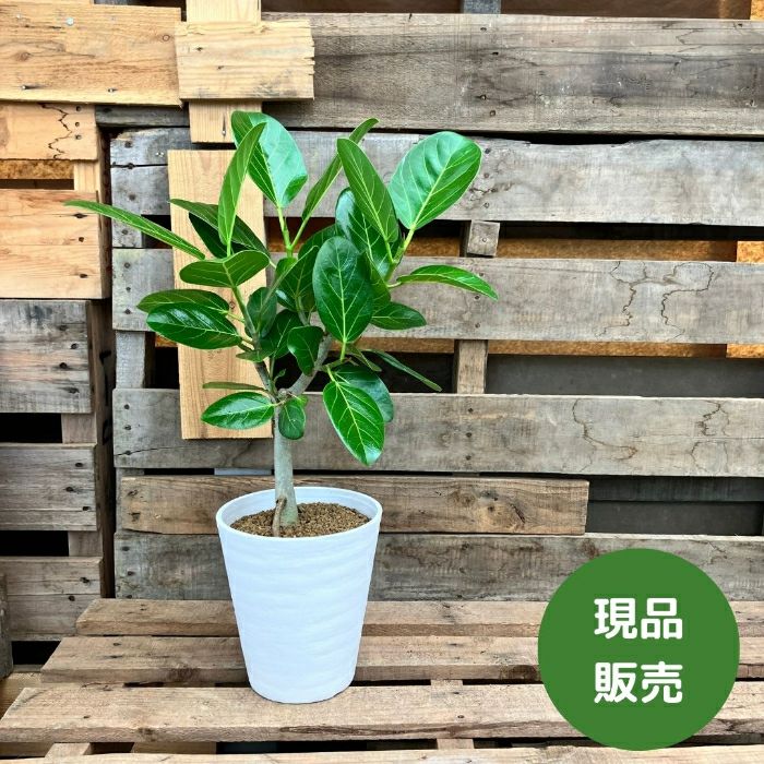 観葉植物現品販売