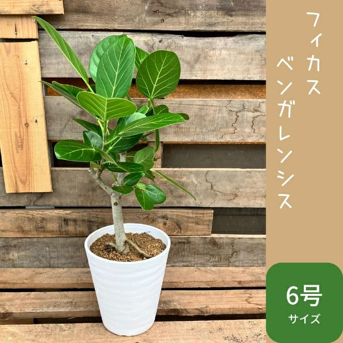 観葉植物現品販売