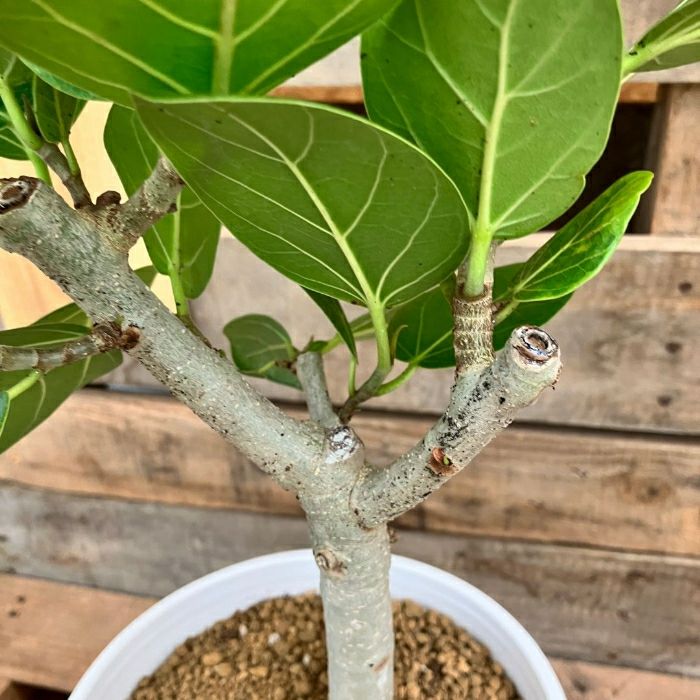 観葉植物現品販売