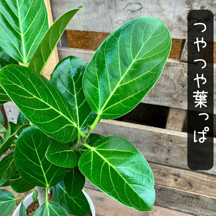 観葉植物現品販売