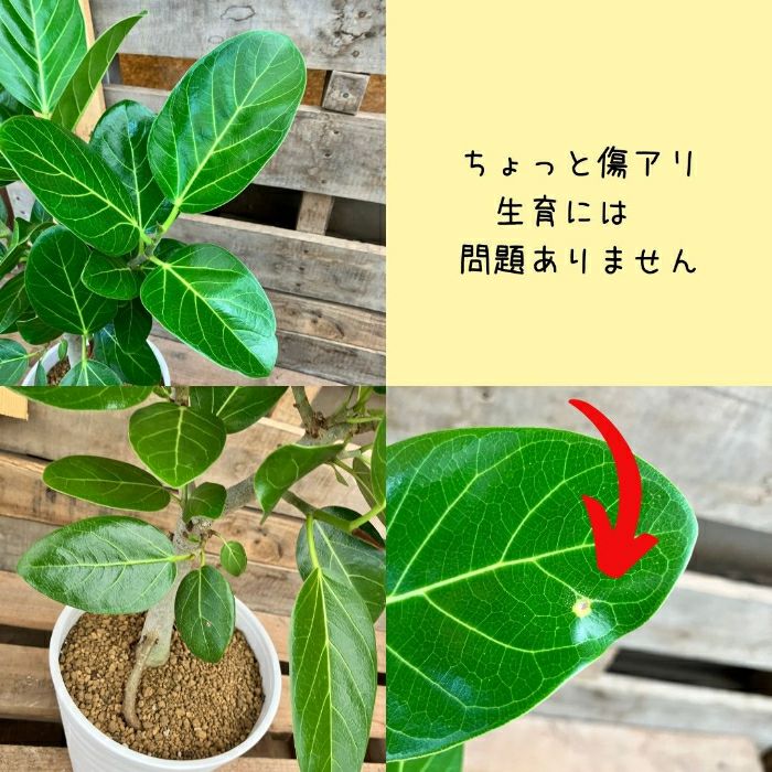 観葉植物現品販売