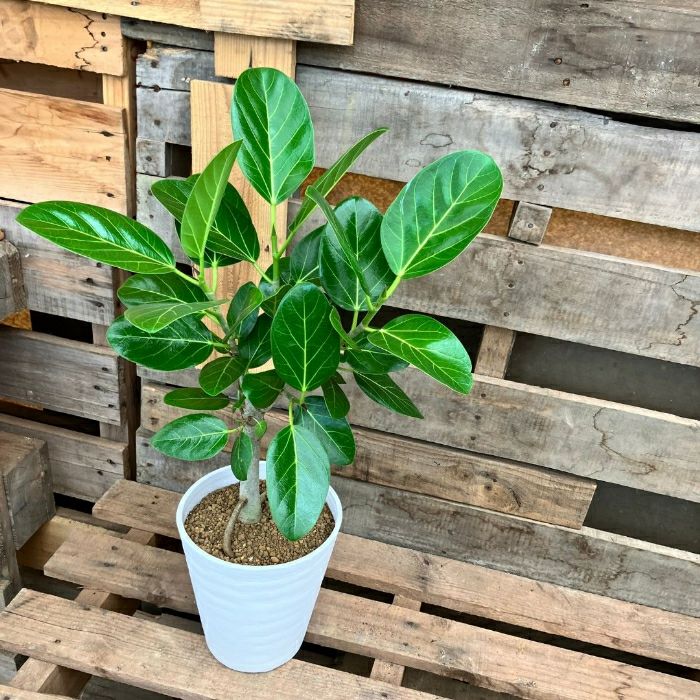 観葉植物現品販売