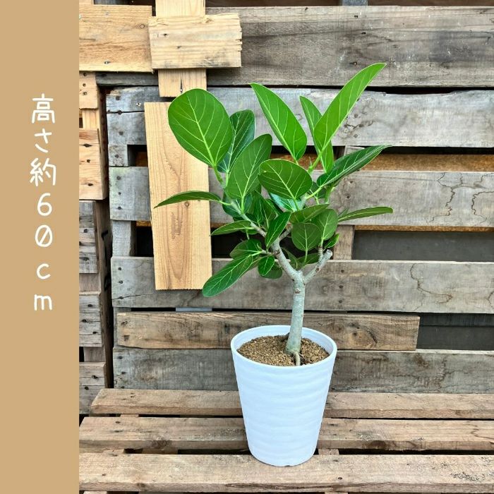 観葉植物現品販売