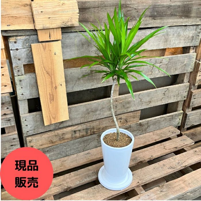 観葉植物現品販売