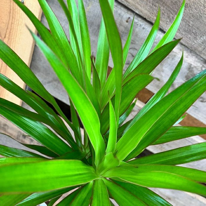 観葉植物現品販売