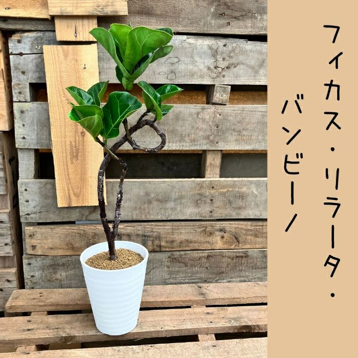 観葉植物現品販売