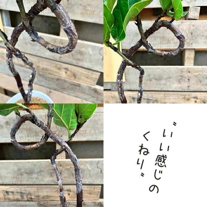 観葉植物現品販売