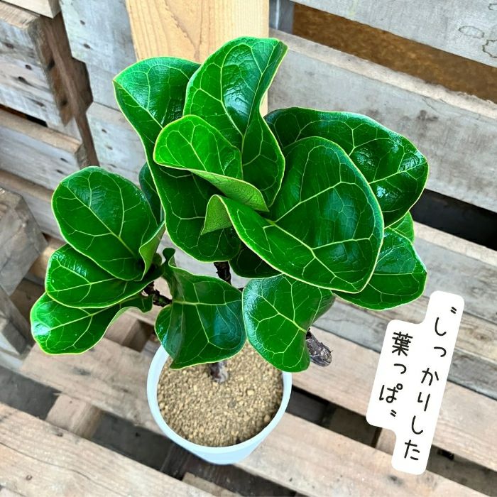 観葉植物現品販売