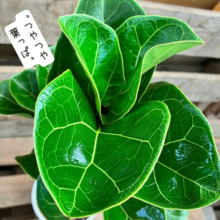 観葉植物現品販売