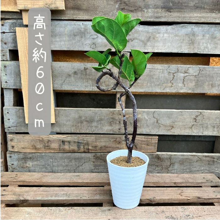 観葉植物現品販売