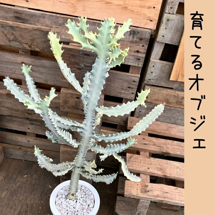 観葉植物現品販売