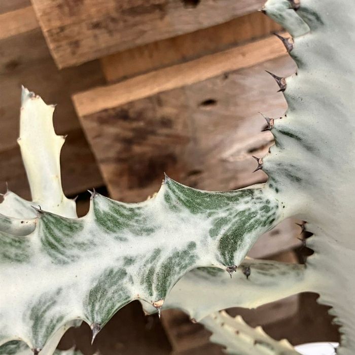 観葉植物現品販売