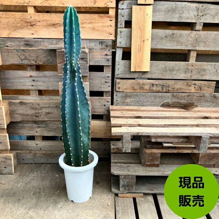 観葉植物現品販売