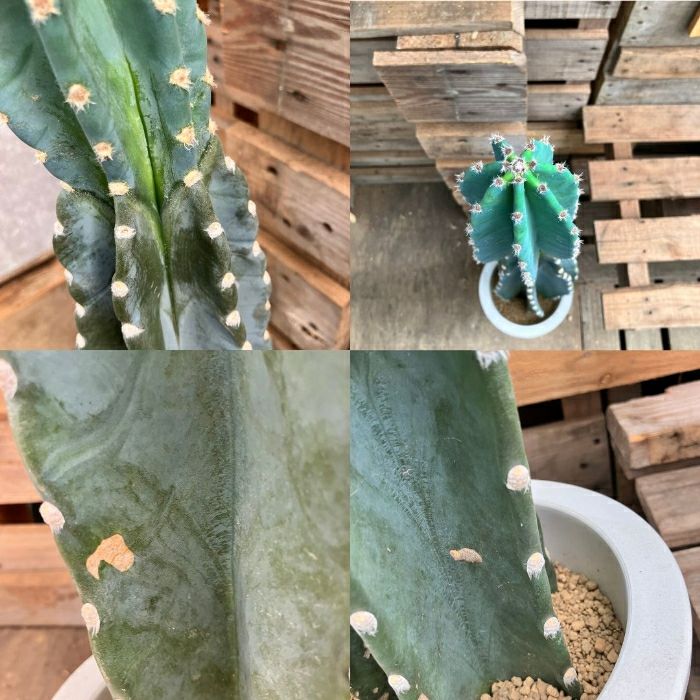 観葉植物現品販売