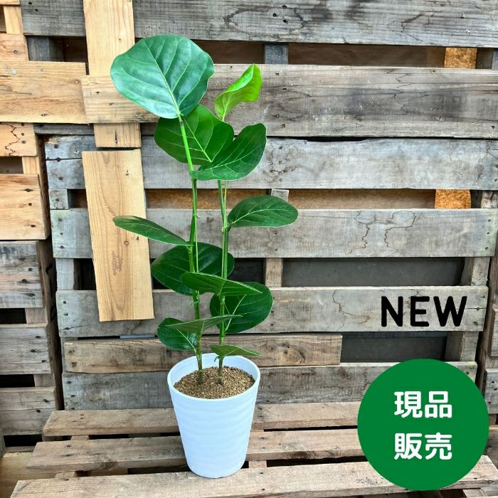 観葉植物現品販売