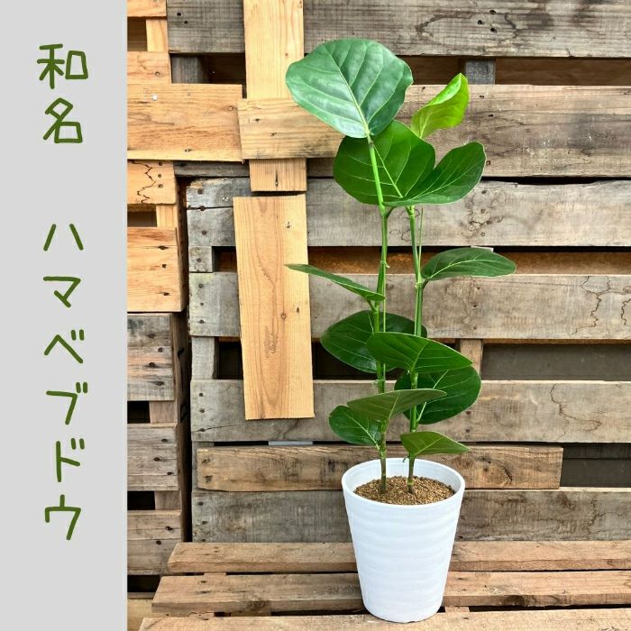 観葉植物現品販売
