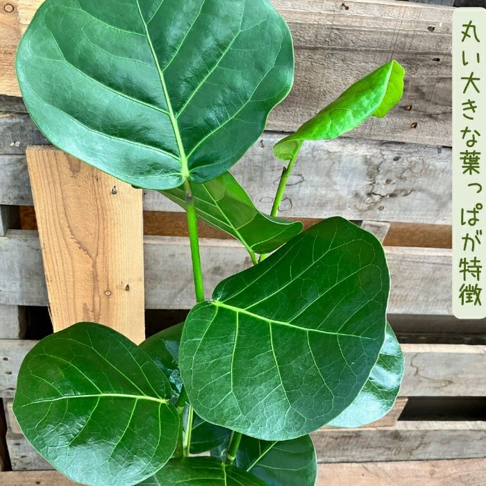 観葉植物現品販売