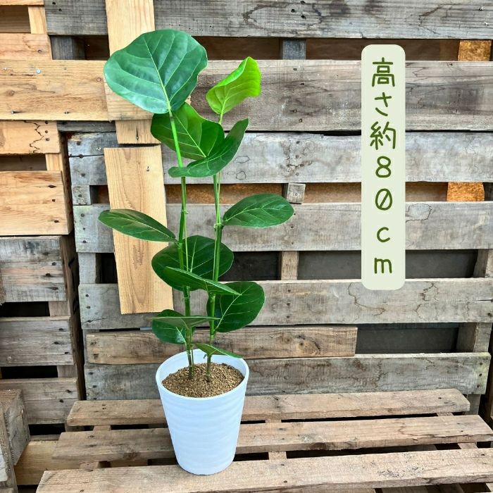観葉植物現品販売