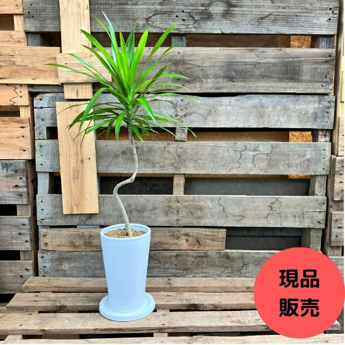 観葉植物現品販売