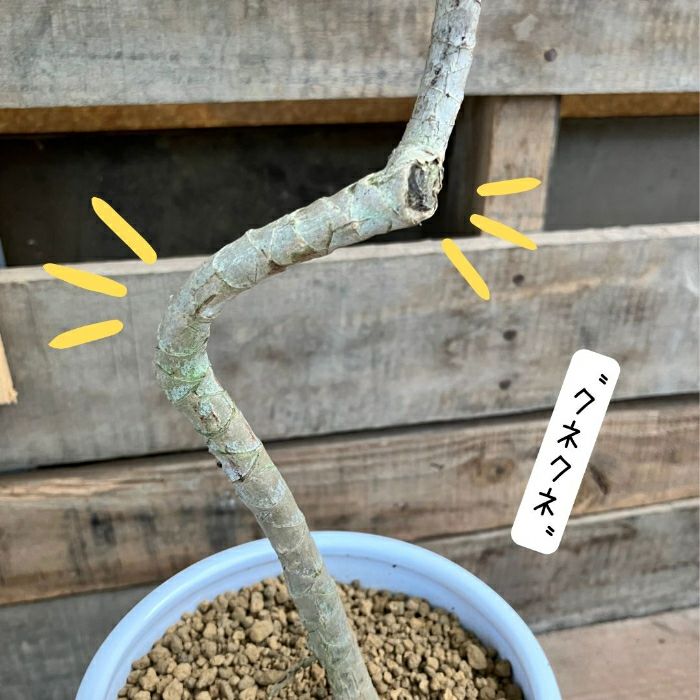 観葉植物現品販売