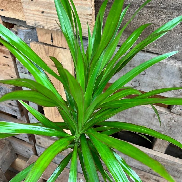 観葉植物現品販売