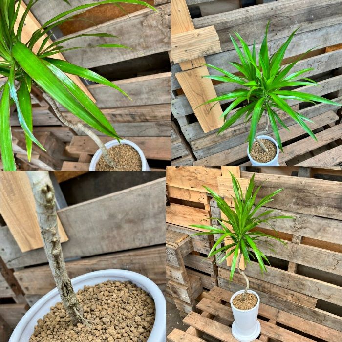 観葉植物現品販売