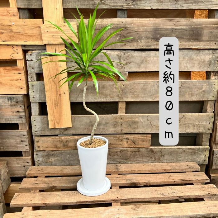 観葉植物現品販売