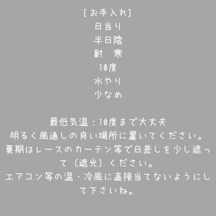 観葉植物現品販売