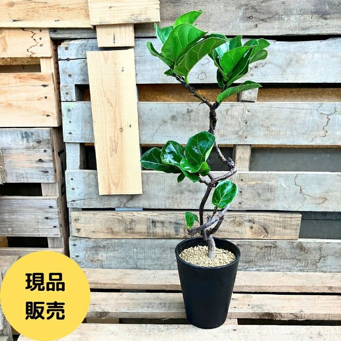 観葉植物現品販売